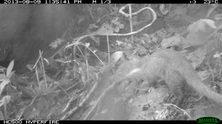 Collared Mongoose