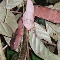 Bornean leaf-nosed pitviper