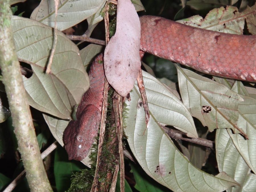 Bornean leaf-nosed pitviper