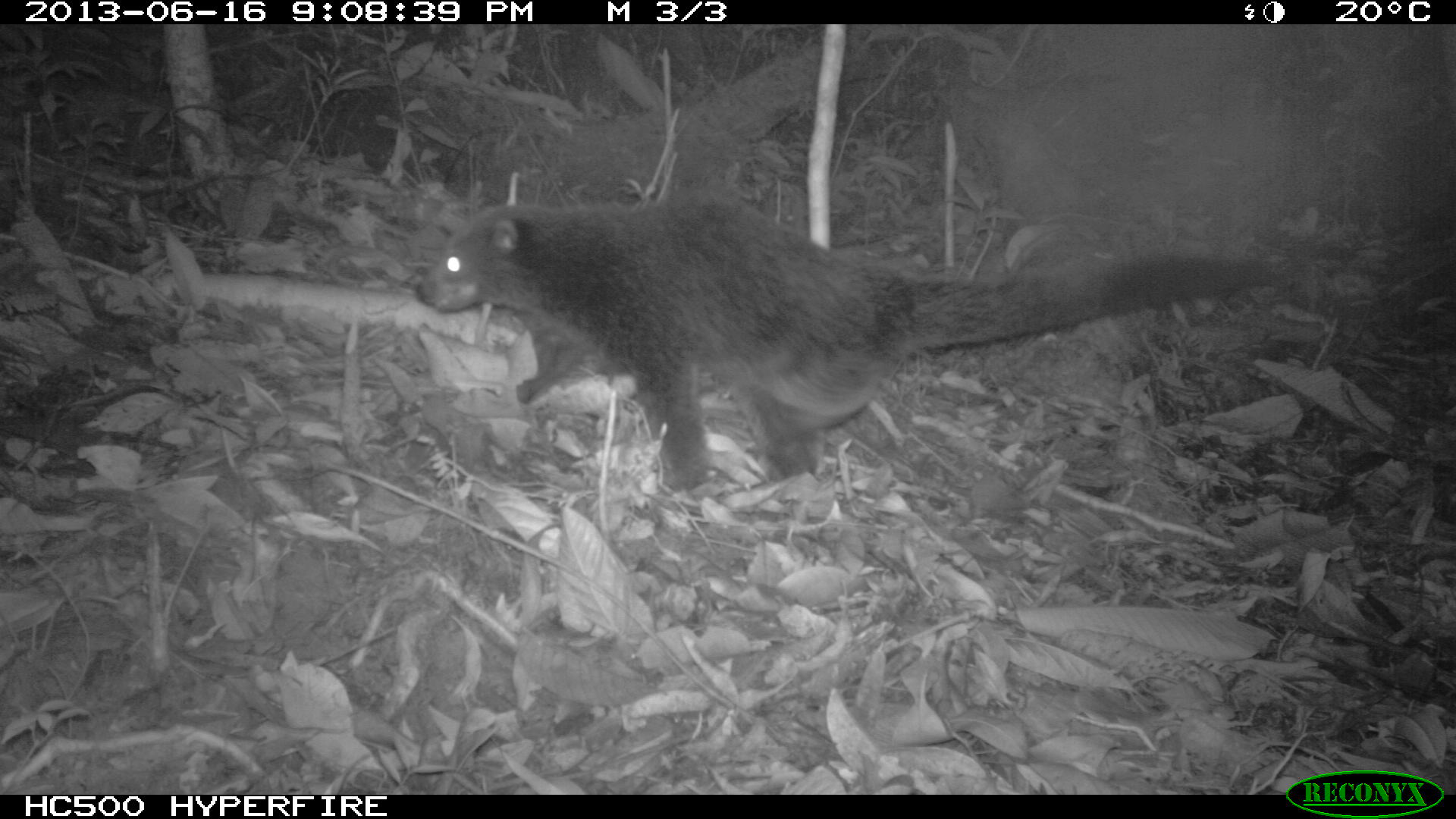 More Photos From the Sela’an Linau Forest Management Unit | Hose's Civet & Small ...