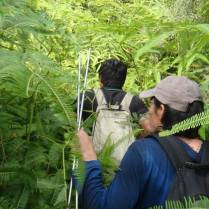 Azlan Mohamed and Azrie in a sea of ferns